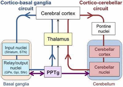 The Pedunculopontine Tegmental Nucleus as a Motor and Cognitive Interface between the Cerebellum and Basal Ganglia